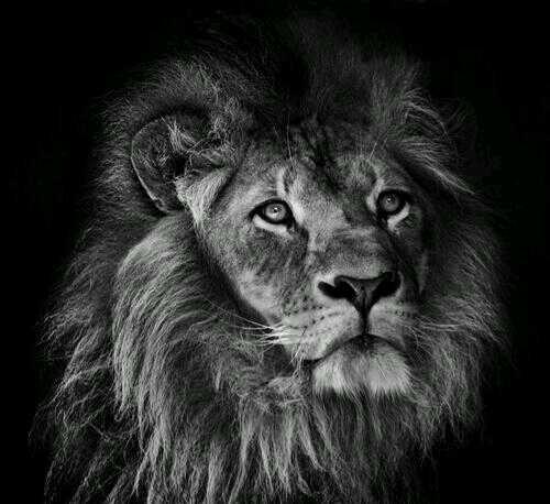 I am a lion! Fearless and never weak.  <a href="/HansJurieMuller/">Hans Jurie Muller</a> <a href="/tyronvt/">Tyron van Tonder</a>