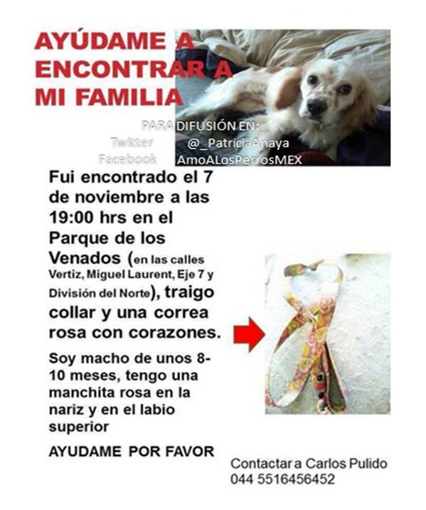 Amo a los Perros tweet media