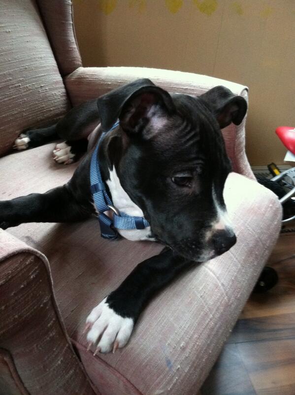 wangchambers's tweet image. 14 weeks blue bully