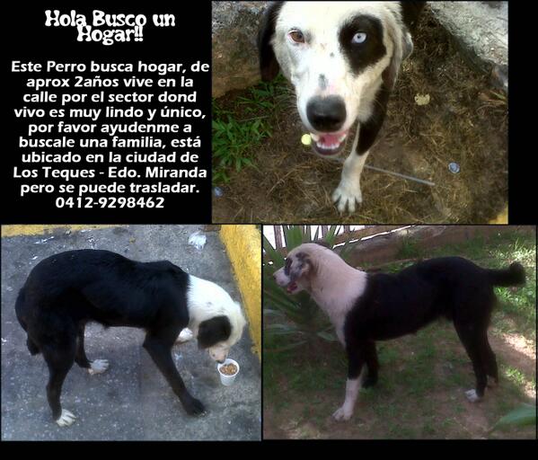 PenelopG's tweet photo. Hola ayuda este Perrito! @respeto_animal @KikiriWau @MarchaAnimal @unahuelladeamor @SOSRescAnimal @EL_ESTABLO http://t.co/njt4LLpsNm