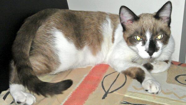 IvesRoyenst's tweet photo. Os dedico la foto d mi bebé @Monii_Rem @saitoel @vane_garcia90 http://t.co/PDO7wmu0Rs