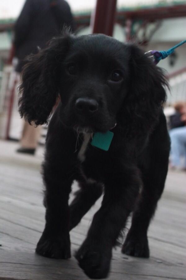 definitions_'s tweet image. Sooooo cute ....