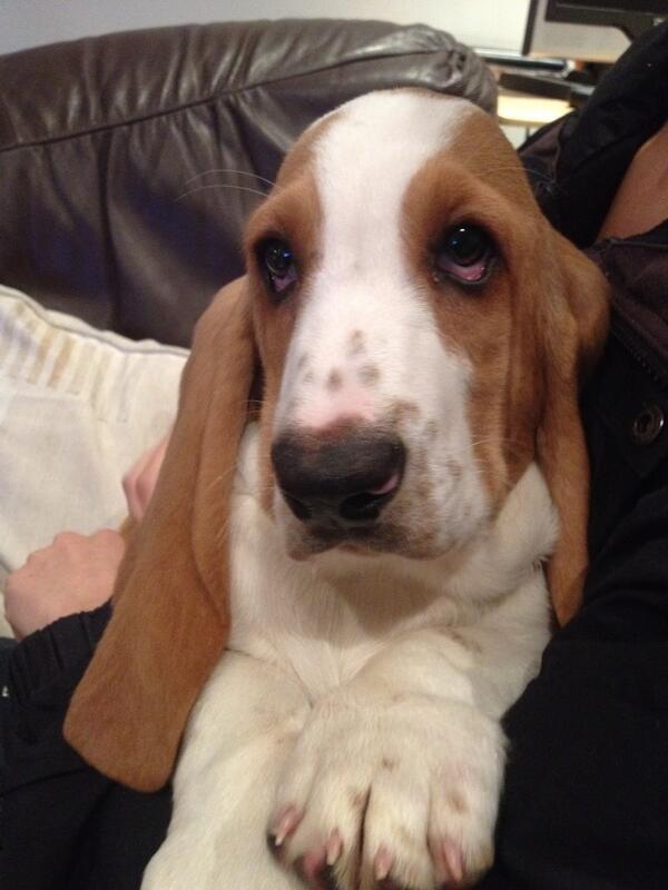 Macdon1999's tweet photo. New member of the macdonald family meet mac macdonald http://t.co/nAl9ck9sWe