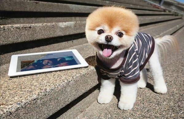 AnimalMenu's tweet image. I CONCURSO ONLINE DE BELLEZA CANINA "ANIMAL MENU". Lea las bases en facebook, participa gratis y gana un spa para 2.