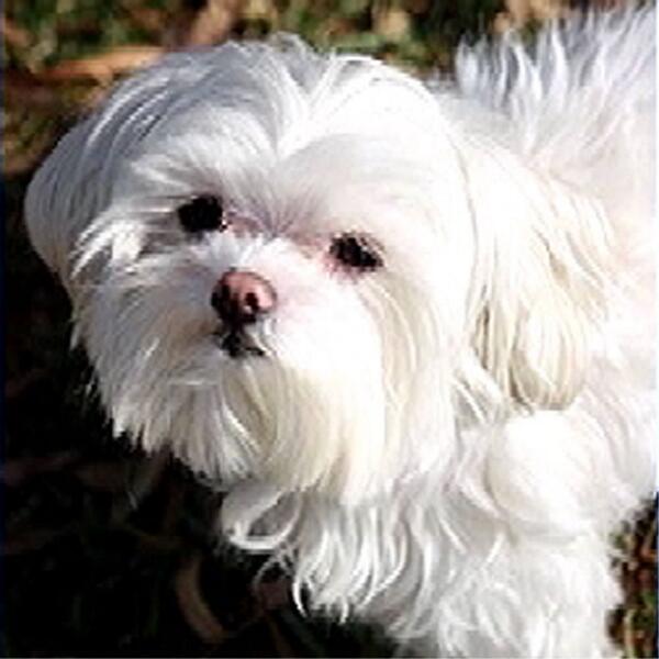 $5,000 reward offered for return of stolen Maltese. "I just need him," owner says.
4.nbcla.com/1imQhNs