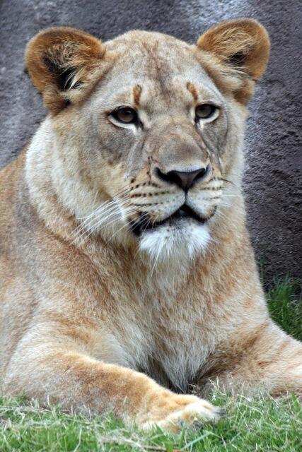 Male Lions Kill Female Lion at Dallas Zoo