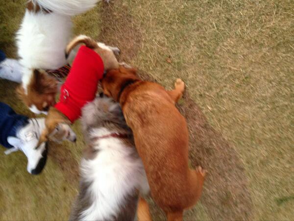 Cute dogs