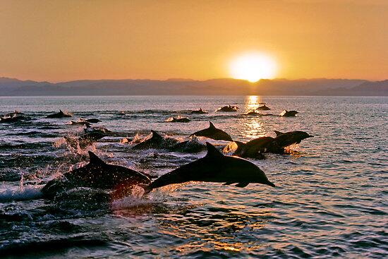 #Dolphins are very affectionate and social. Sometimes they will swim side by side, resting their fins on each other.