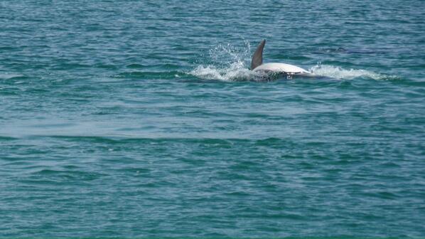 Bay of Islands Info tweet media