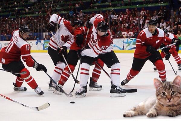 CatsInCanada's tweet photo. Cat on a Canadian Hockey Rink http://t.co/VkehGf3f2d