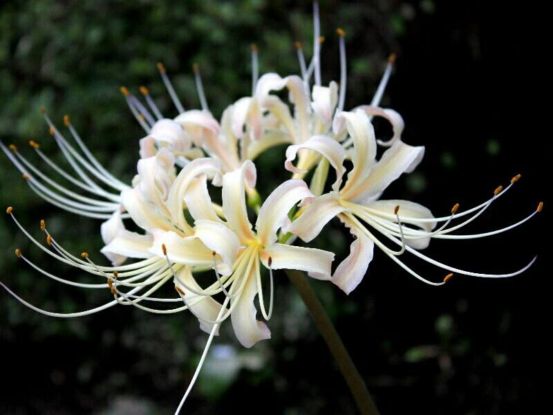 Frn 彼岸花 白 が好きhttp T Co Xloaxlbhix Twitter