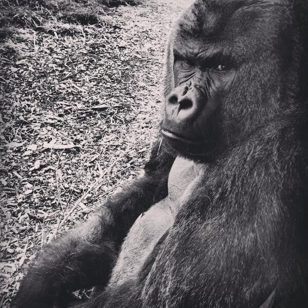 rain_creative's tweet photo. At @dublinzoo it was like the animals knew that you had an Instagram account. http://t.co/VZ7b2Aim1D