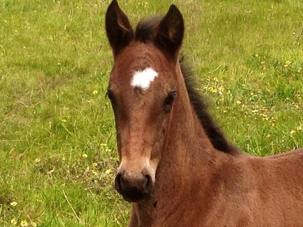 goodtimelodge's tweet photo. Shadyshark Hanover filly http://t.co/mLzk2YAZGq