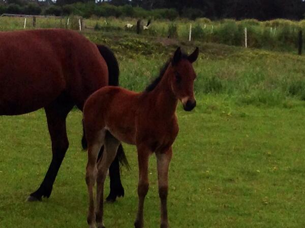 goodtimelodge's tweet photo. Artesian filly x grimfromeartoear mare http://t.co/YQHuau9n32
