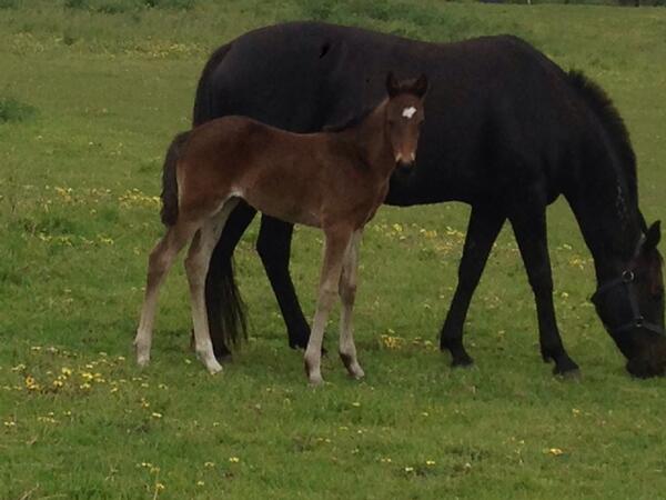 goodtimelodge's tweet photo. Shadyshark Hanover filly.. Stunning http://t.co/47YhO68gPx