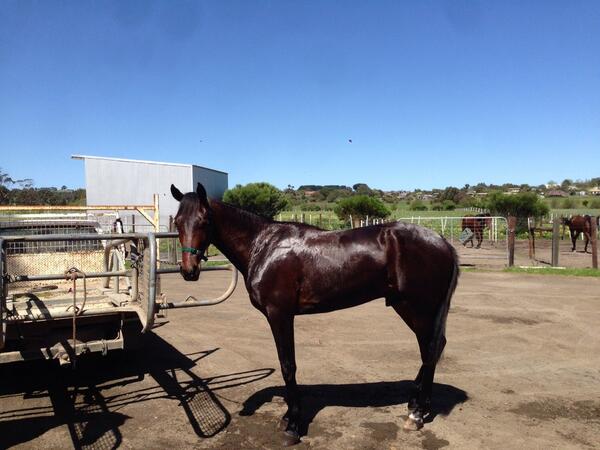 goodtimelodge's tweet photo. Browning blue chip colt!! http://t.co/j79xFddljm