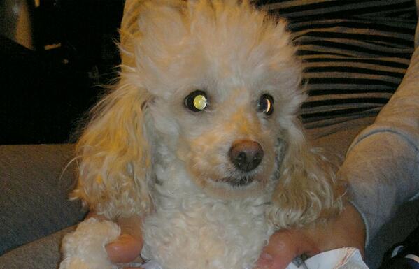 DatosEuge's tweet image. Mia,se perdio en villa soldati 
Tel: 49199929 - 1526573572
@chinasuarez @nikitaneumann @elcampito @paulitachaves