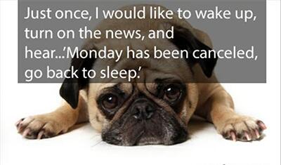 CoomberWines's tweet photo. If only we were that lucky - #HappyMonday #pugslife #animalLovers http://t.co/N6YE1jyZNO