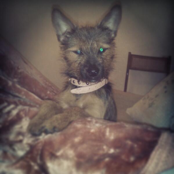 MnicaRam's tweet photo. #Estrella #cachorrita http://t.co/ATutmIOxH7