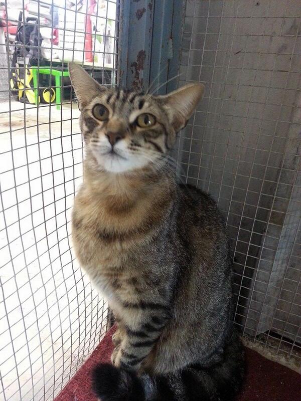 SPAPG's tweet photo. Buscamos ACOGIDA O ADOPCIÓN para Ron, gato de un año y medio, castrado. Está deprimido y comienza a enfermar,URGENTE! http://t.co/AcgGMeVPLa