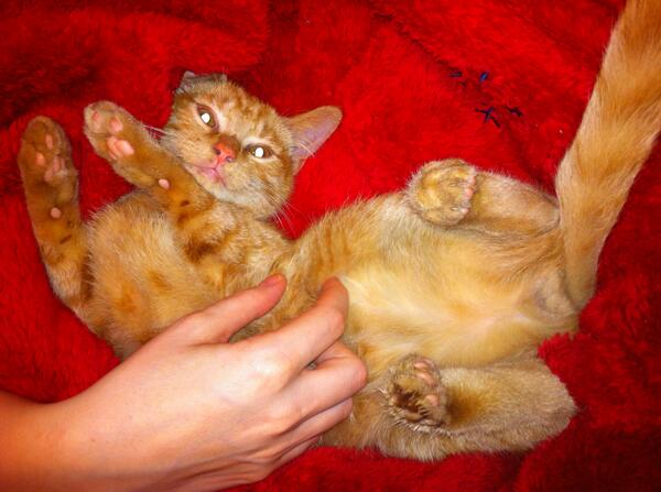 thetiger_club's tweet image. Poor Egor has the sniffles #catcold. Off to the vets we go for a check-up.