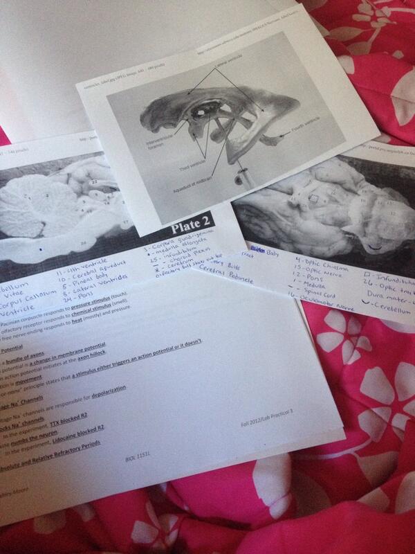 Phailon09's tweet image. About to have a mental breakdown over all this crap. #anatomy #labpractical #cant #cant #cant