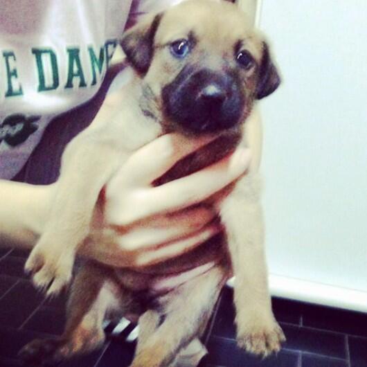 VcaProtector's tweet image. Esta pequeña necesita un hogar temporal o definitivo.  Nos ayudan ? :)