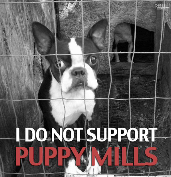peta tweet picture