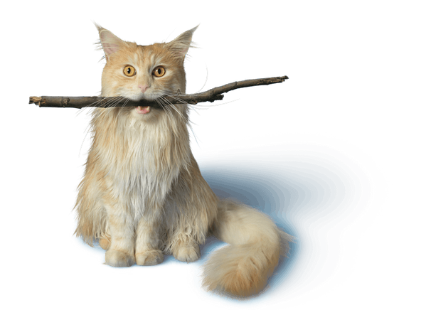 adamstoms's tweet image. chase the stick #lifemetaphors #bemoredog