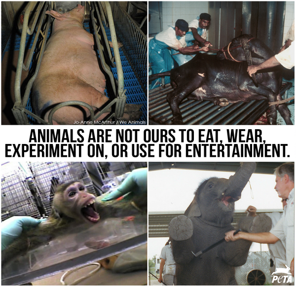 PETA on Twitter: PETA on Twitter: