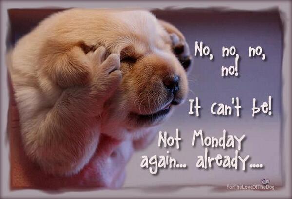 VTHALT's tweet image. Mondays &amp;lt;