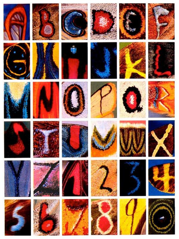This alphabet is made entirely from letters found on butterfly wings. f-st.co/Fr3SSXi