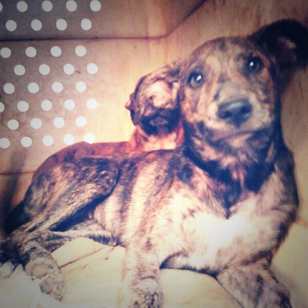 VcaProtector's tweet image. Quiero una familia para esta navidad ! Ayudame a encontrarla !! :')