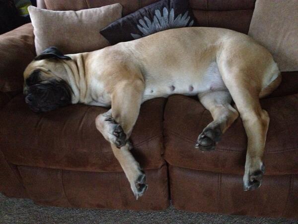 DaisyJTheDog's tweet photo. All day....... http://t.co/aC1fh8sif2
