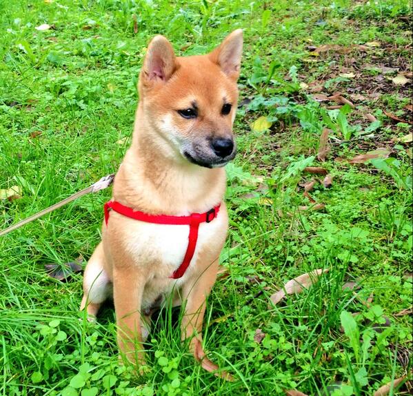 CarrotsFrancy's tweet photo. Il mio pocho💙 http://t.co/PYHgn3BN4W