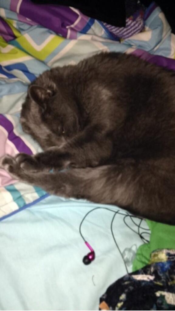 catnipaddict07's tweet image. fuq bitches