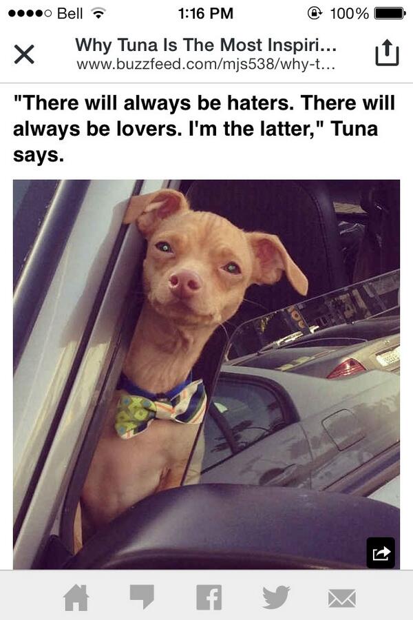 macrob_'s tweet photo. @ezpandi @brittponsart ps. My fav part ... #lover #inspiration #furbaby #tuni #dawwww http://t.co/GgBR6rGauV
