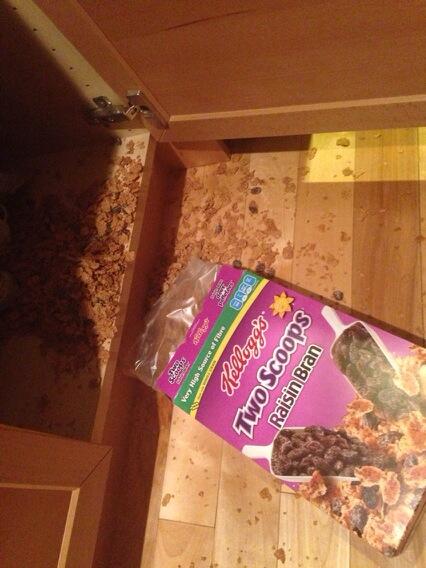 DawnRebel's tweet image. Noooooooooo #twoscoops #3minuterule