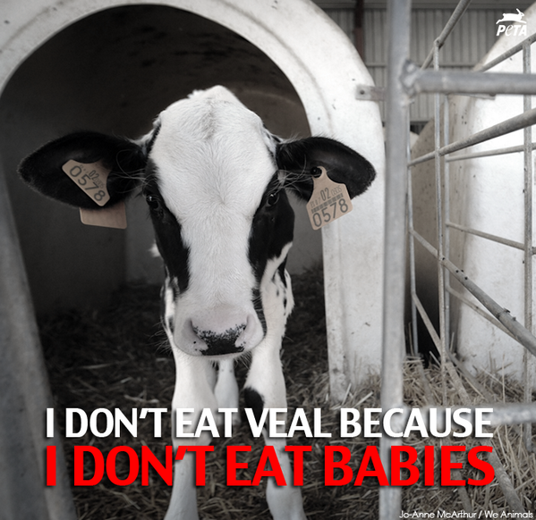 peta's tweet image. Babies used for veal are RIPPED FROM THEIR MOTHERS &amp;amp; kept in tiny crates until KILLED. 

RT if you don't eat babies!