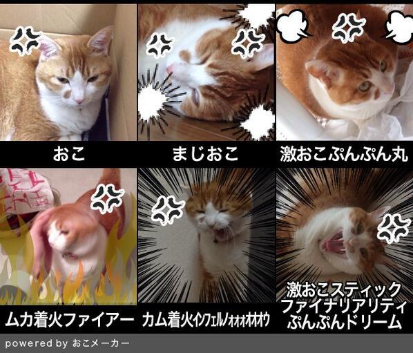 激おこぷんぷん丸bot ねこがおこです T Co Nb0olhzuql
