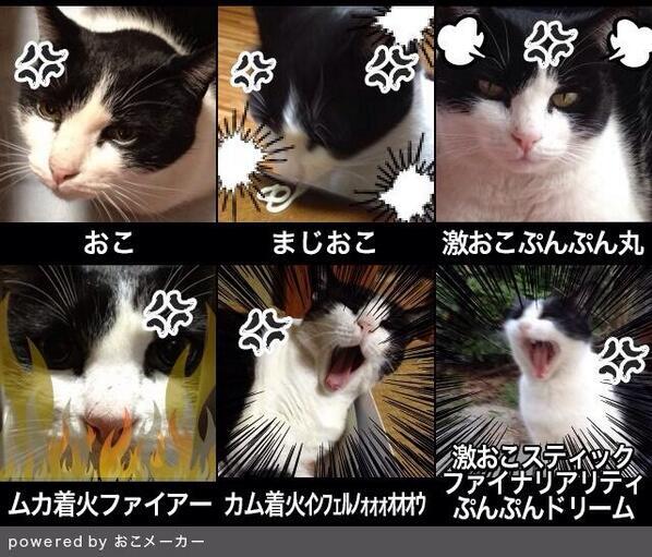激おこぷんぷん丸bot ねこがおこです 2 T Co 21mshs9sxc