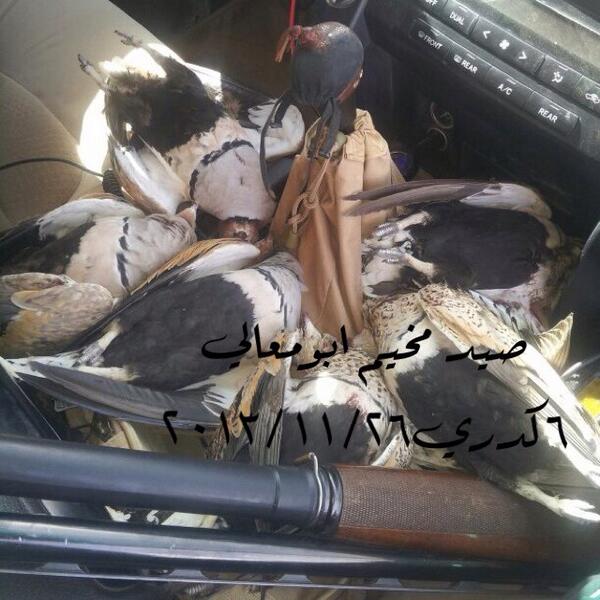 صورة لصيدنا اليوم ٦ كدري