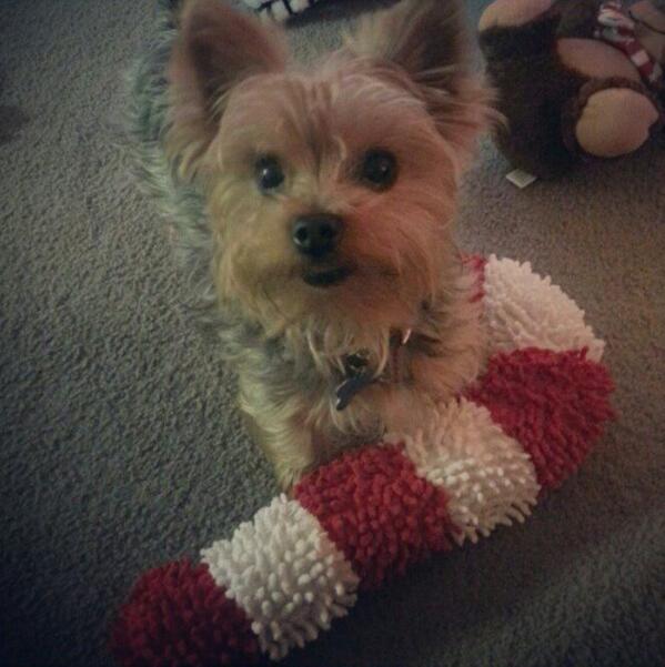 AngryTone's tweet photo. Yay Rocky! @hsn @dogsofinstagram #santapaws http://t.co/qK1W0L931O