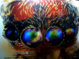 Love those Barrow Island wolf spider eyes!
