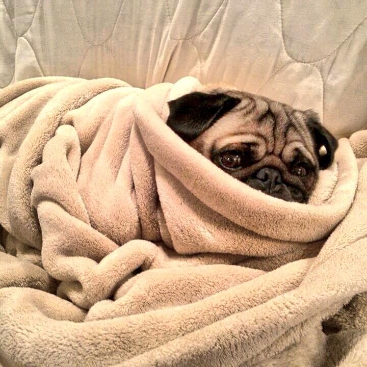 Pug with blanket hotsell