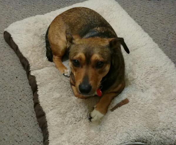 angamato's tweet photo. #Rusty http://t.co/vtVFm6qB0c