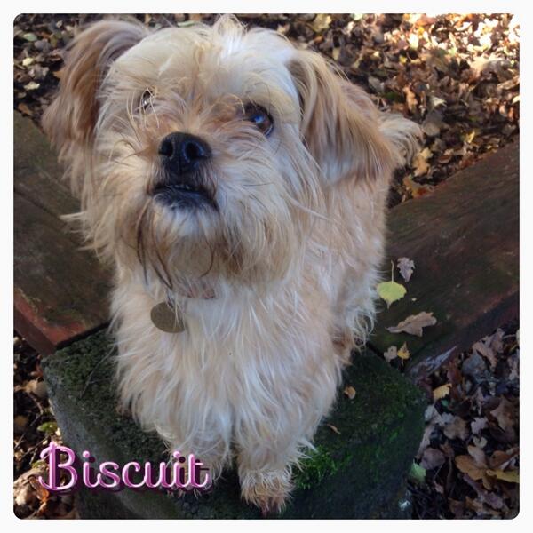 Hello I'm biscuit and I need a home! I'm 3 years old :) @animalrescue @animaladoption @mayflowersanctuary
