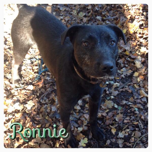Hello I'm Ronnie and I need a home! I'm 8 months old :)