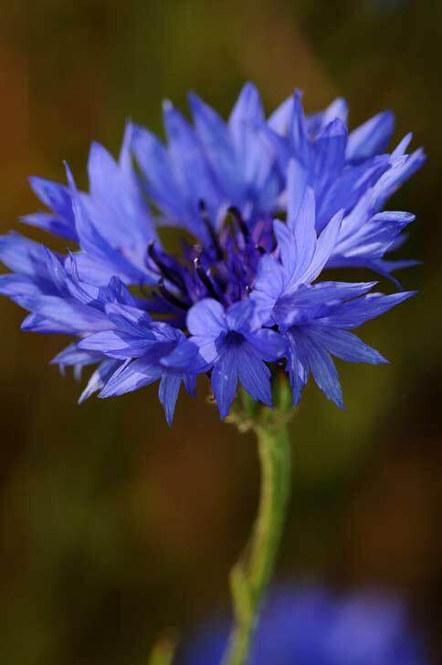 Love_plants's tweet image. More than half of all UK species, such as cornflower, are in long term decline plantlife.org.uk/about_us/news_… #NatureCheck
