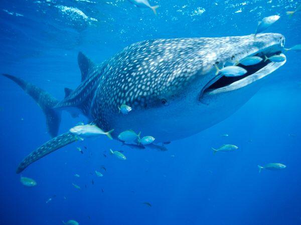 UnderWater Pics on Twitter: UnderWater Pics on Twitter: